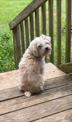 Lost Female Dog last seen Near FM-417, Center, TX 75935, Center, TX 75935