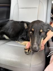 Found/Stray Female Dog last seen Academy and Layton, Albuquerque, NM 87111
