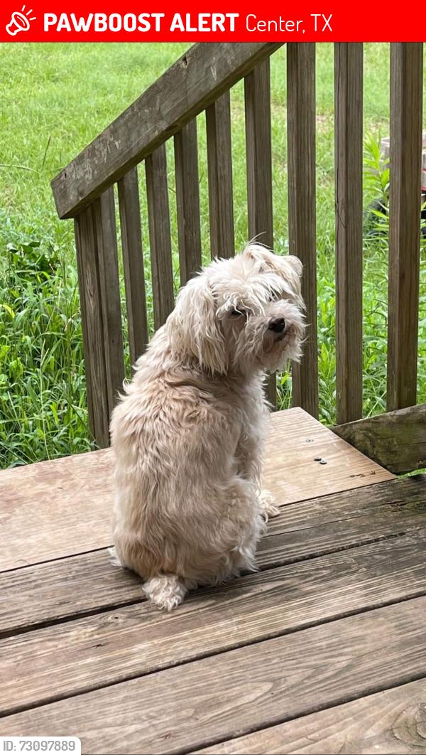 Lost Female Dog last seen Near FM-417, Center, TX 75935, Center, TX 75935