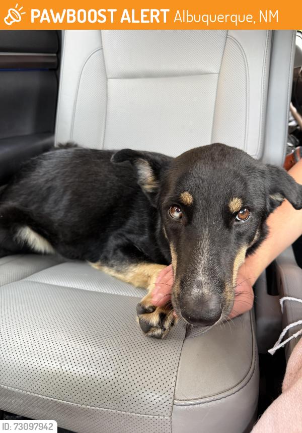 Found/Stray Female Dog last seen Academy and Layton, Albuquerque, NM 87111