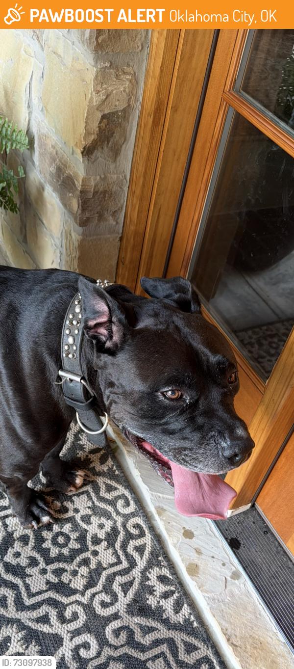 Found/Stray Male Dog last seen Near and North May, Oklahoma City, OK 73120