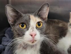 Shelter Stray Female Cat last seen , 957 N Gaffey St, San Pedro, CA 90731, USA