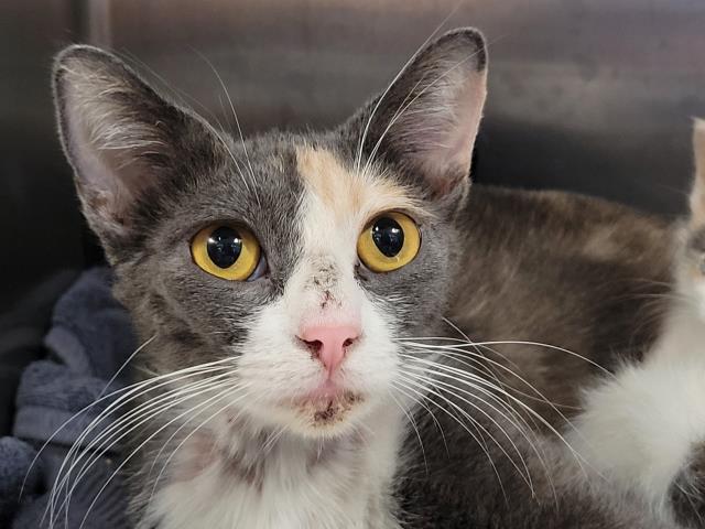 Shelter Stray Female Cat last seen , 957 N Gaffey St, San Pedro, CA 90731, USA
