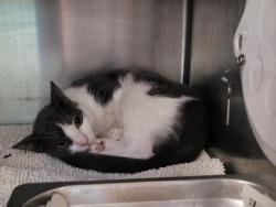 Shelter Stray Male Cat last seen , 957 N Gaffey St, San Pedro, CA 90731, USA