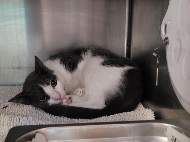 Shelter Stray Male Cat last seen , 957 N Gaffey St, San Pedro, CA 90731, USA