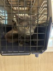 Shelter Stray Unknown Cat last seen 84TH AND WASHINGTON STREET, 12155 Park Blvd, Brighton, CO 80601, USA