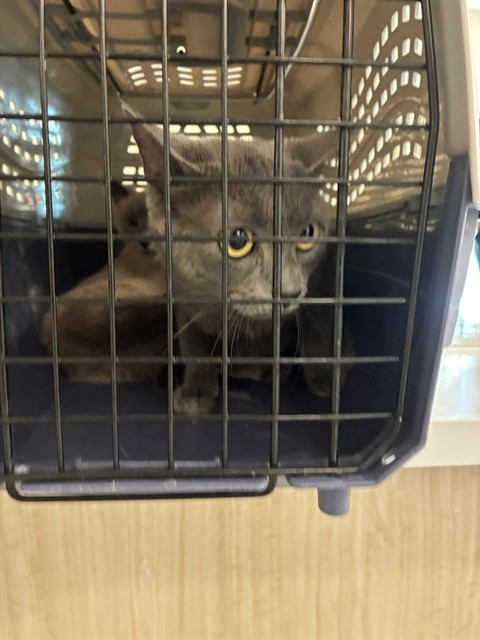 Shelter Stray Unknown Cat last seen 84TH AND WASHINGTON STREET, 12155 Park Blvd, Brighton, CO 80601, USA