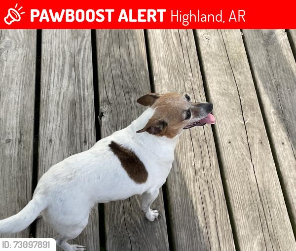 Lost Female Dog last seen Crickett’s Family Salon, Highland, AR 72542