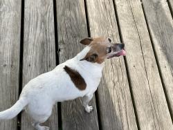 Lost Female Dog last seen Crickett’s Family Salon, Highland, AR 72542