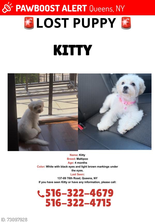Lost Female Dog last seen 137-09 70th Road Flushing , Queens, NY 11367