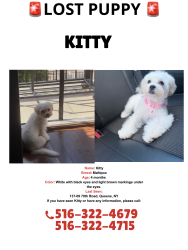 Lost Female Dog last seen 137-09 70th Road Flushing , Queens, NY 11367