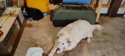 Reunited Female Dog last seen Shadow Ln, Spartanburg County, SC 29365