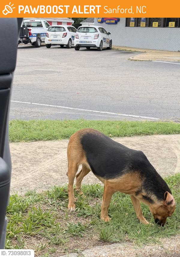 Found/Stray Unknown Dog last seen Behind auto lot., Sanford, NC 27330
