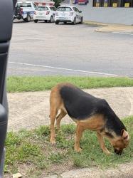 Found/Stray Unknown Dog last seen Behind auto lot., Sanford, NC 27330