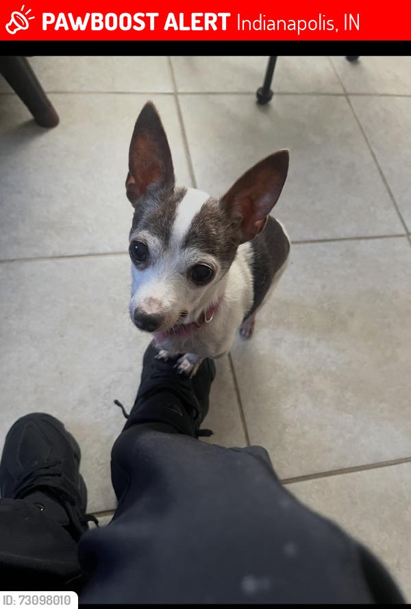 Lost Female Dog last seen Georgetown r and w 30 th st, Indianapolis, IN 46224