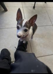 Lost Female Dog last seen Georgetown r and w 30 th st, Indianapolis, IN 46224