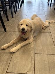 Reunited Female Dog last seen Indian trail and hwy 29, Lilburn, GA 30047