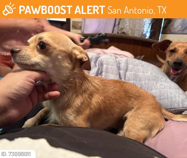 Found/Stray Male Dog last seen Linkwood subdivision, San Antonio, TX 78240