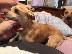 Found/Stray Male Dog last seen Linkwood subdivision, San Antonio, TX 78240