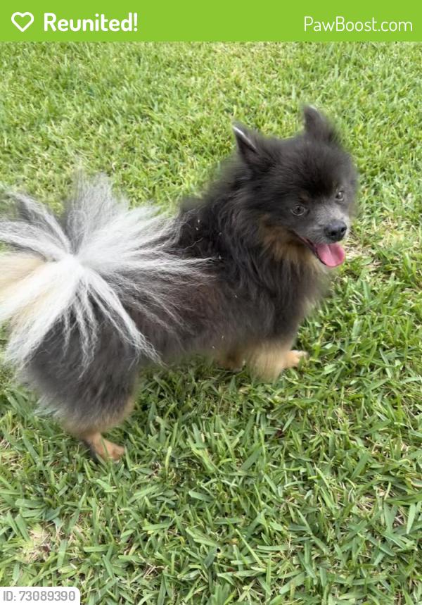 Reunited Male Dog last seen Camellia and Gardenia , Royal Palm Beach, FL 33411