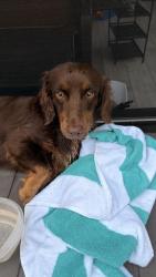 Reunited Male Dog last seen Harper blvd Palm Bay , Palm Bay, FL 32908