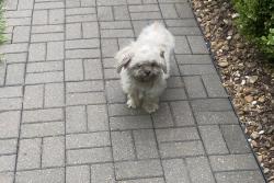 Found/Stray Unknown Dog last seen Leslie lane and Garth, Columbia, MO 65202