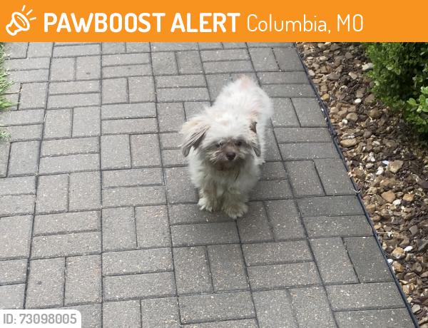 Found/Stray Unknown Dog last seen Leslie lane and Garth, Columbia, MO 65202