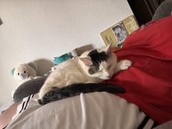 Reunited Female Cat last seen Foxfire apmts, Mission, KS 66202
