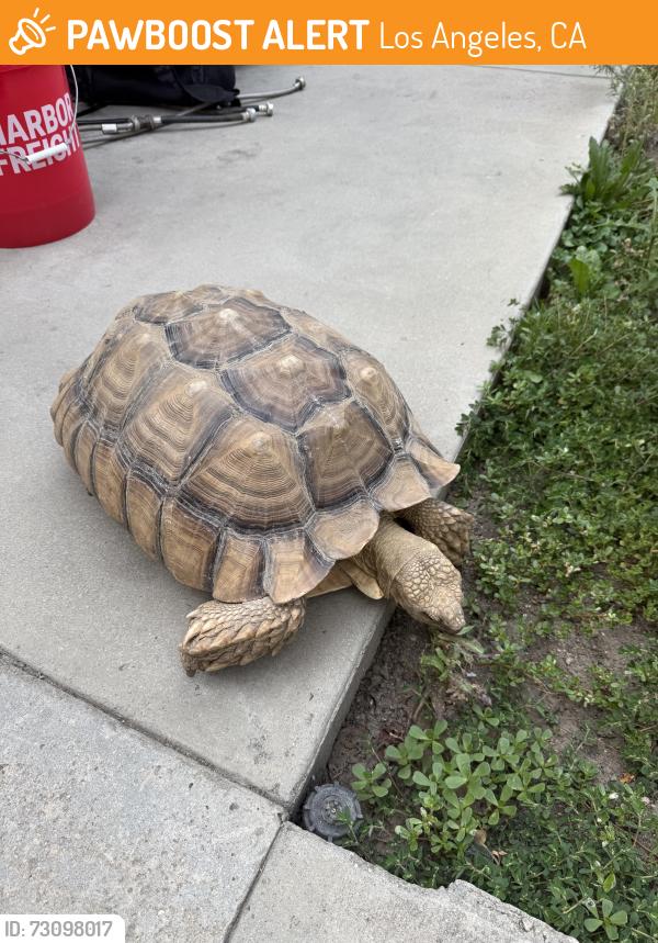 Found/Stray Unknown Other last seen Strathern st & Irvine st, Los Angeles, CA 91406
