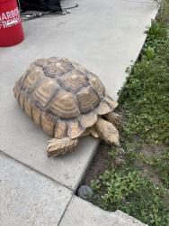 Found/Stray Unknown Other last seen Strathern st & Irvine st, Los Angeles, CA 91406