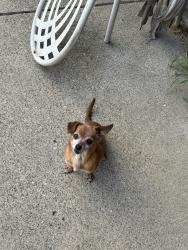 Lost Male Dog last seen Garland, Garland, TX 75040