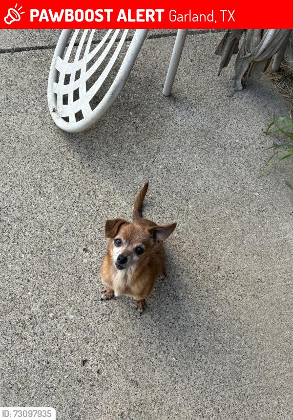 Lost Male Dog last seen Garland, Garland, TX 75040