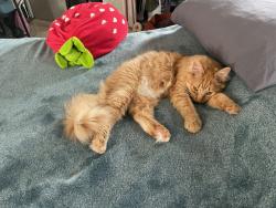 Lost Male Cat last seen Block north of Hampden on S Locust, Denver, CO 80222