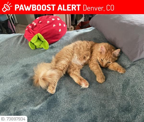 Lost Male Cat last seen Block north of Hampden on S Locust, Denver, CO 80222
