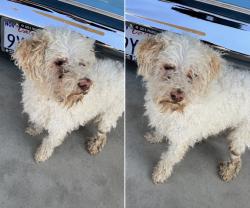 Found/Stray Female Dog last seen 395& eucalyptus, Victorville, CA 92307
