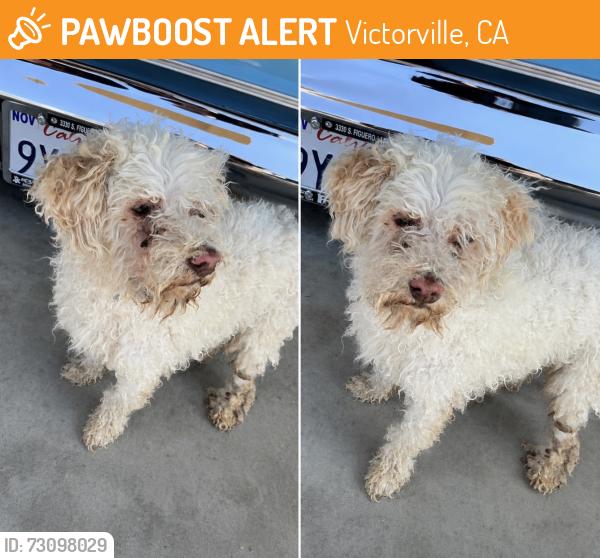 Found/Stray Female Dog last seen 395& eucalyptus, Victorville, CA 92307