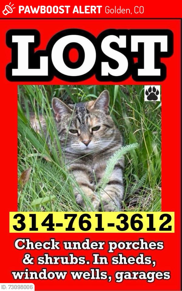 Lost Female Cat last seen 50th and Easley Road, golden, co, Golden, CO 80403