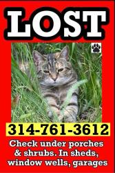 Lost Female Cat last seen 50th and Easley Road, golden, co, Golden, CO 80403