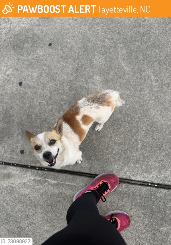 Found/Stray Male Dog last seen Near Strickland bridge road near dollar general and the car wash, Fayetteville, NC 28304