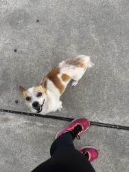 Found/Stray Male Dog last seen Near Strickland bridge road near dollar general and the car wash, Fayetteville, NC 28304