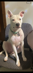 Reunited Female Dog last seen Address above, Douglasville, GA 30134