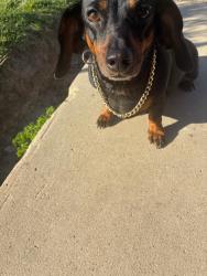 Lost Female Dog last seen Bunny trail, Killeen, TX 76549