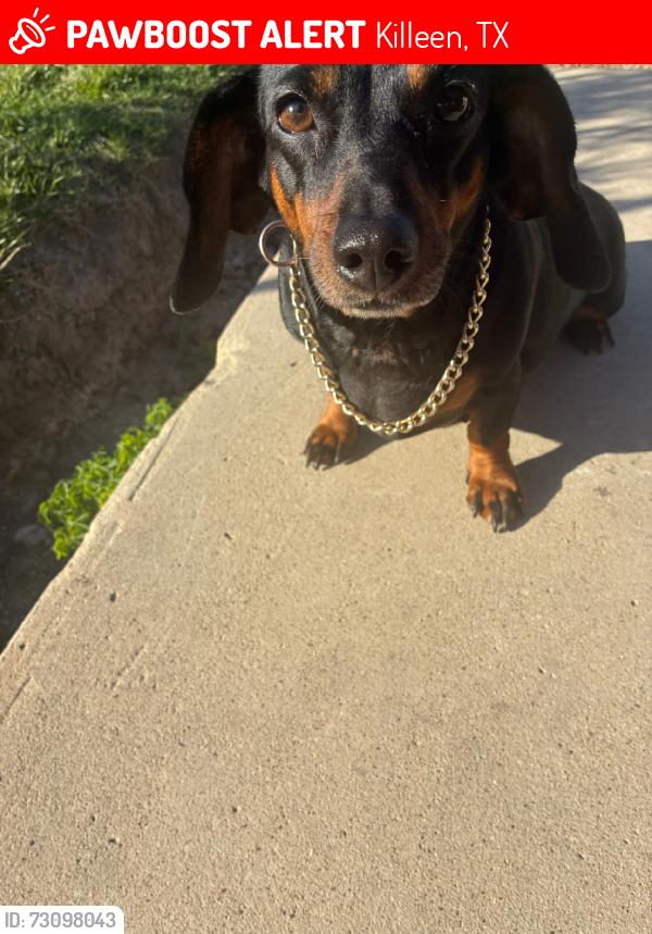 Lost Female Dog last seen Bunny trail, Killeen, TX 76549
