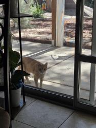 Found/Stray Unknown Cat last seen Wyoming and Anaheim, Albuquerque, NM 87122