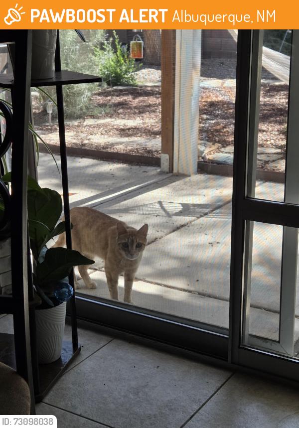 Found/Stray Unknown Cat last seen Wyoming and Anaheim, Albuquerque, NM 87122