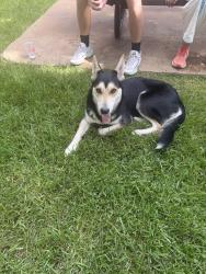 Found/Stray Male Dog last seen River Oaks Park - Locke Lane, Houston, TX 77027