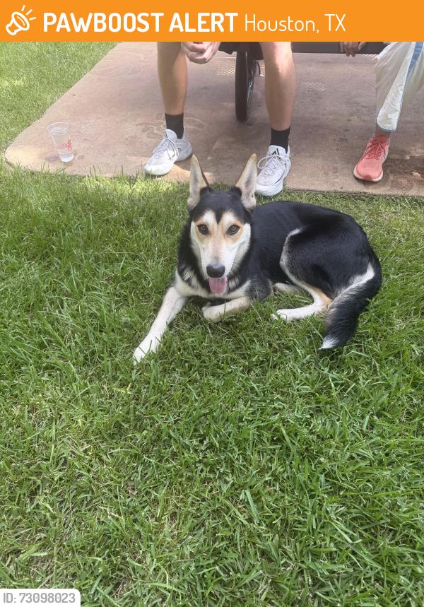 Found/Stray Male Dog last seen River Oaks Park - Locke Lane, Houston, TX 77027