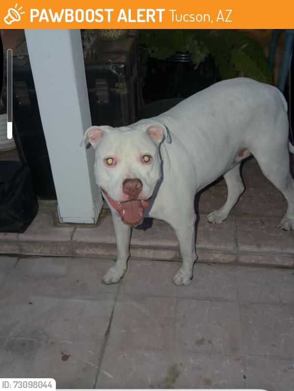 Found/Stray Male Dog last seen Elm and kramer, Tucson, AZ 85716
