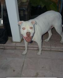 Found/Stray Male Dog last seen Elm and kramer, Tucson, AZ 85716