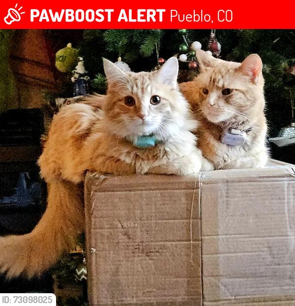 Lost Male Cat last seen Lake Pueblo and Yucca flts campground, Pueblo, CO 81007